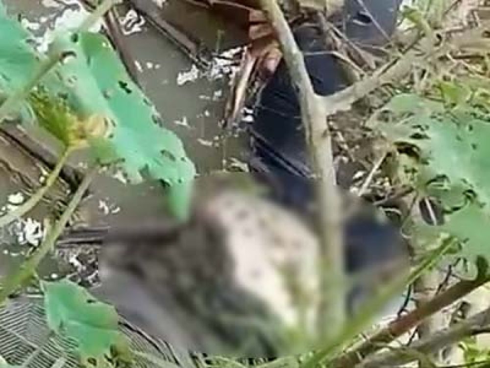 Foto Tangkapan layar video amatir warga. Jasad wanita muda diduga korban pembunuhan ditemuka oleh warga di Sungai Way Seputih dekat jembatan Kampung Haduyangratu, Kecamatan Padang Ratu, Kabupaten Lampung Tengah, Provinsi Lampung, Minggu, 7 Juli 2022.
